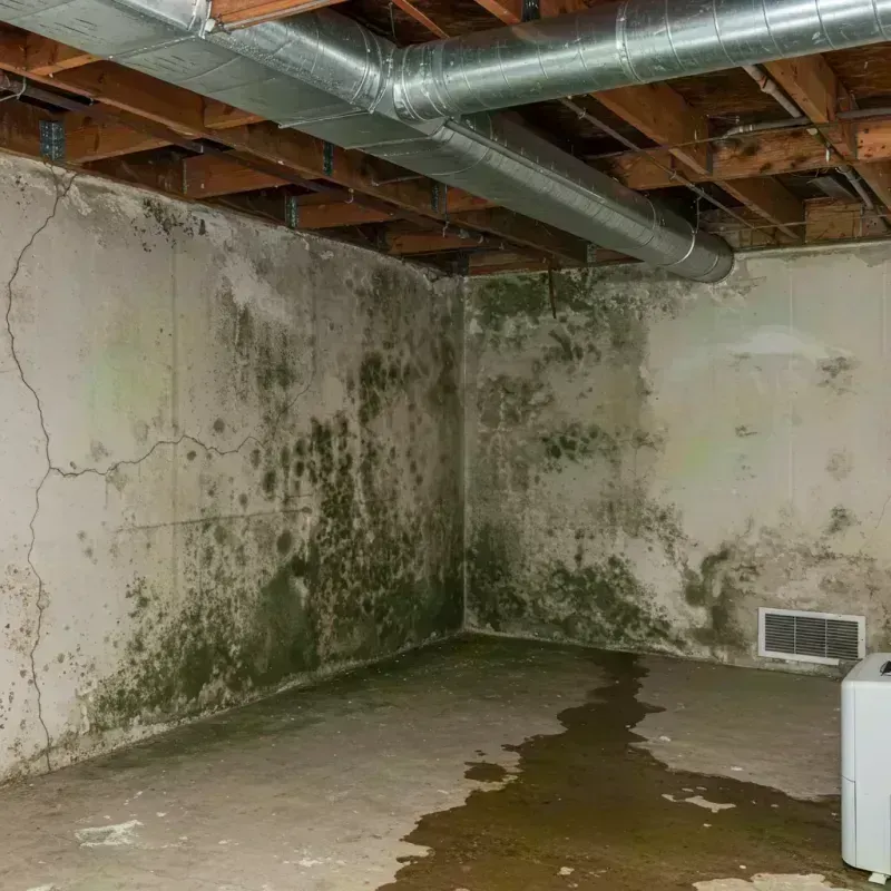 Professional Mold Removal in Sullivan, MO